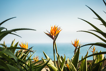 Image showing A couple of strelizia flowers