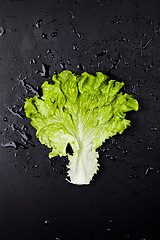 Image showing Green organic lettuce salad leaf on black wet background.