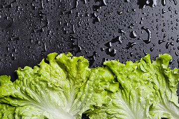 Image showing Green organic lettuce salad leaves frame on wet black background