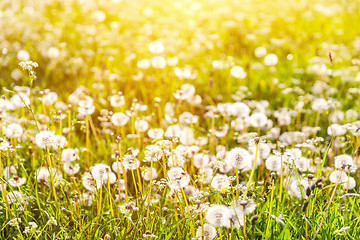 Image showing Golden sunset on the meadow with dandelions - seasonal allergy