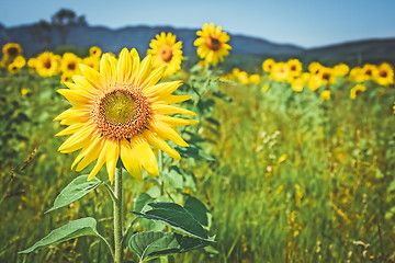 Image showing Golden sunflowers in the summer field