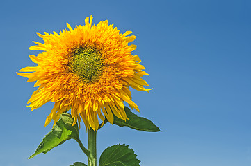 Image showing Golden sunflower under blue sky