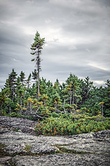 Image showing Coniferous forest under dramatic sky