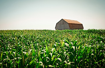 Image showing Old wooden barn in the cornfield