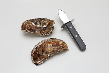 Image showing Oysters and Shucker
