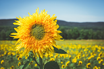 Image showing Golden sunflower in the sunny field