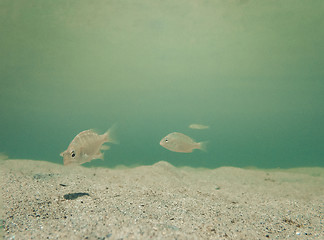 Image showing Baby fish swimming along the sandy sea floor