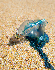 Image showing Close up of Blue Bottle marine stinger on the sand