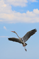 Image showing Grey Heron Take-off