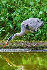 Image showing Grey Heron on the Bank