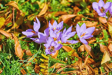 Image showing Saffron Crocus Blooming