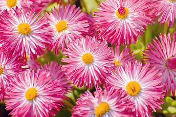 Image showing Bellis Perennis Flowers