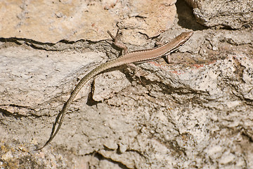 Image showing Lizard on Stone