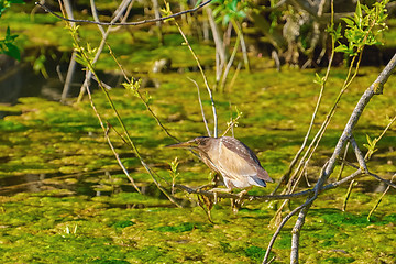 Image showing Little Bittern (Ixobrychus Minutus)