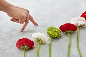 Image showing beautiful different flowers on a gray background