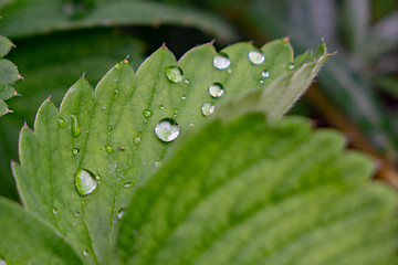 Image showing Close-up of strawberry leaves with droplets of dew.Natural background