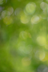 Image showing Colorful green natural blurred background with bokeh effect.