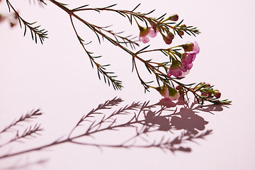 Image showing Blossom a branch of spring colorful pink flowers and buds on a p