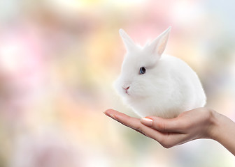 Image showing Easter rabbit on woman\'s hand