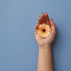 Image showing A girl\'s hand holds an orange gerbera on a blue paper background