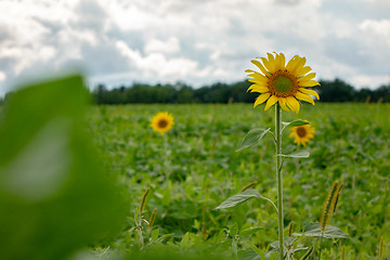 Image showing Flowering sunflowers in a field against a gray cloudy sky on a summer day