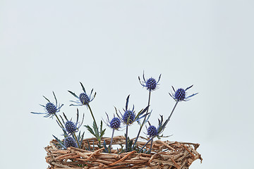 Image showing Blue flowers eryngium in a nest of branches