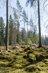 Image showing Bright coniferous forest glade with moss covered ground