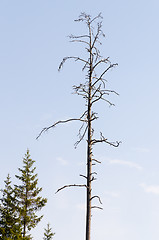 Image showing Standing dead tree against a blue sky