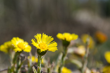 Image showing Closeup of a beautiful blossom Coltsfoot flower with copy space