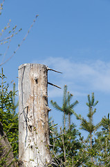 Image showing Old weathered barkless tree stump against a blue sky