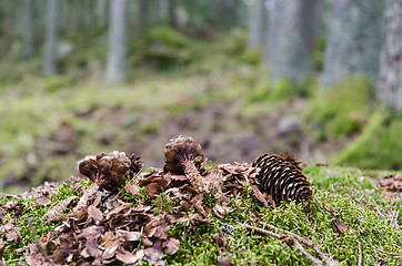 Image showing Spruce cones in the forest eaten by a squirrel