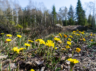 Image showing Beautiful early blossom Coltsfoot flowers