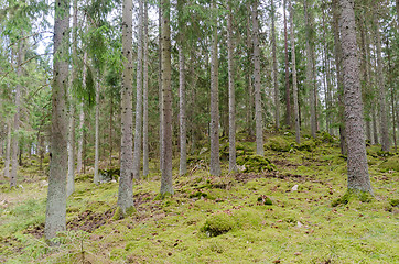 Image showing Green mossy ground in a coniferous spruce tree forest