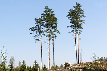 Image showing Group with standing trees in a clear cut forest area