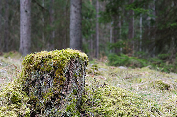 Image showing Moss covered birch tree stump in a coniferous forest