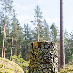 Image showing Tree stump in a bright coniferous forest