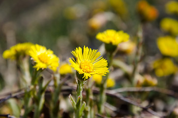 Image showing Closeup of an early blossom Coltsfoot flower