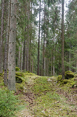 Image showing Narrow country road in a mossy coniferous forest