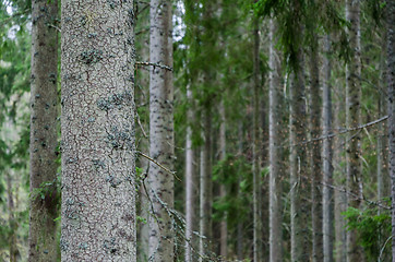 Image showing Tree trunks in a spruce tree forest