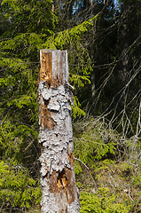 Image showing Old weathered high tree stump in a coniferous forest