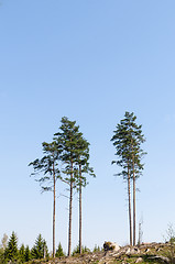 Image showing Standing tall pine trees in a clear cut forest area