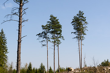 Image showing Standing pine trees in a clear cut forest area