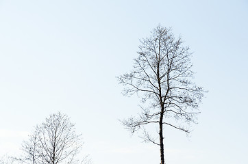 Image showing Leafless alder trees silhouettes with copy space