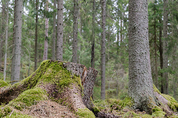 Image showing Mossy tree stump in a coniferous forest