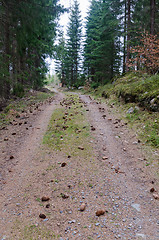 Image showing Country road in the forest with cones on the ground