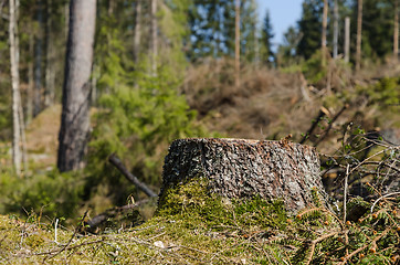 Image showing Spruce tree stump in a bright sunlit coniferous forest