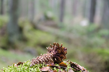 Image showing Spruce cone in the forest eaten by a squirrel