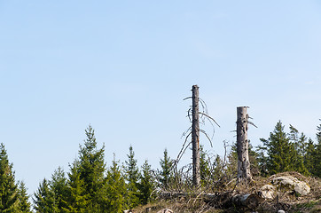 Image showing Standing high tree stumps in a clear cut forest area