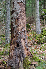 Image showing Conifer tree damaged by insects