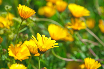 Image showing Green field with yellow spring flowers. 